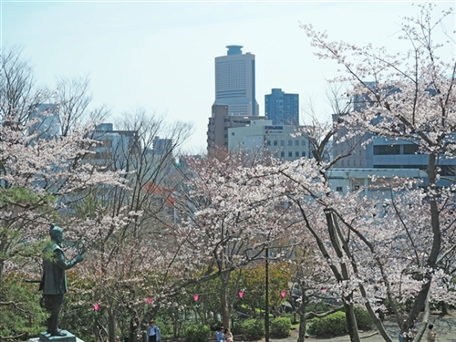 桜　開花
